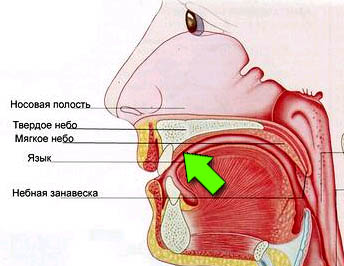 Место касания языком