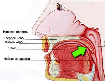 Место касания языком