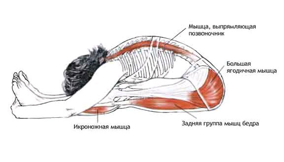 Пашимоттанасана - Наклон к ногам вперед Пашимоттанасана - Наклон к ногам вперед
